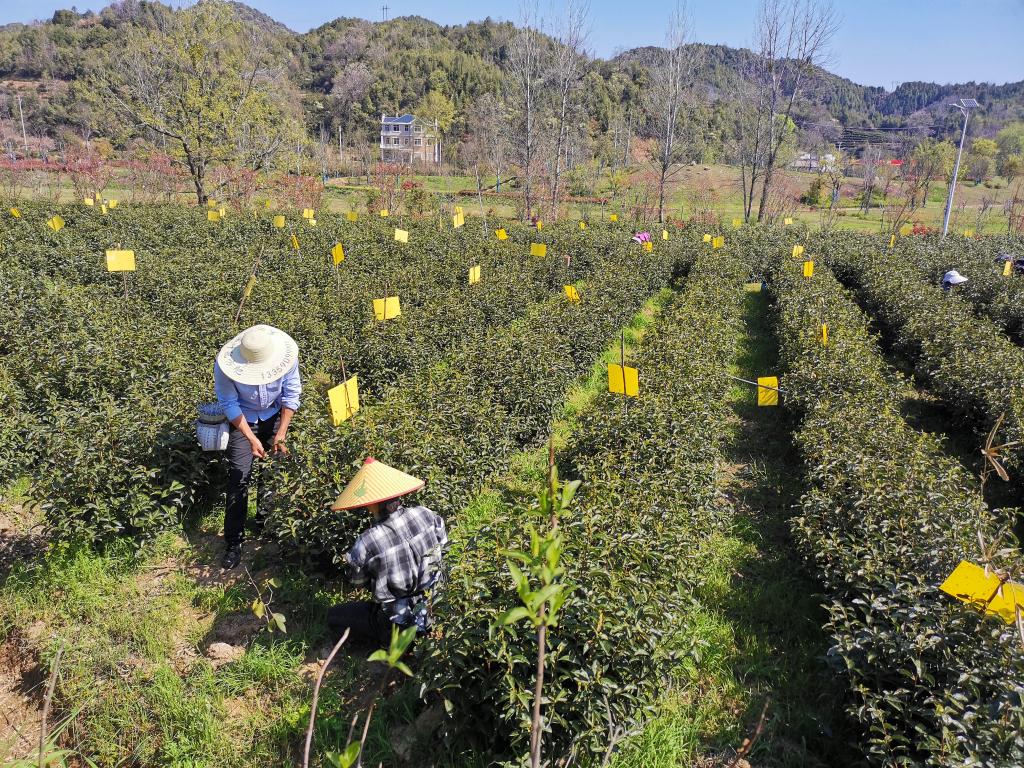 国故事｜祁门红茶香飘世界AG真人游戏平台入口中(图4)